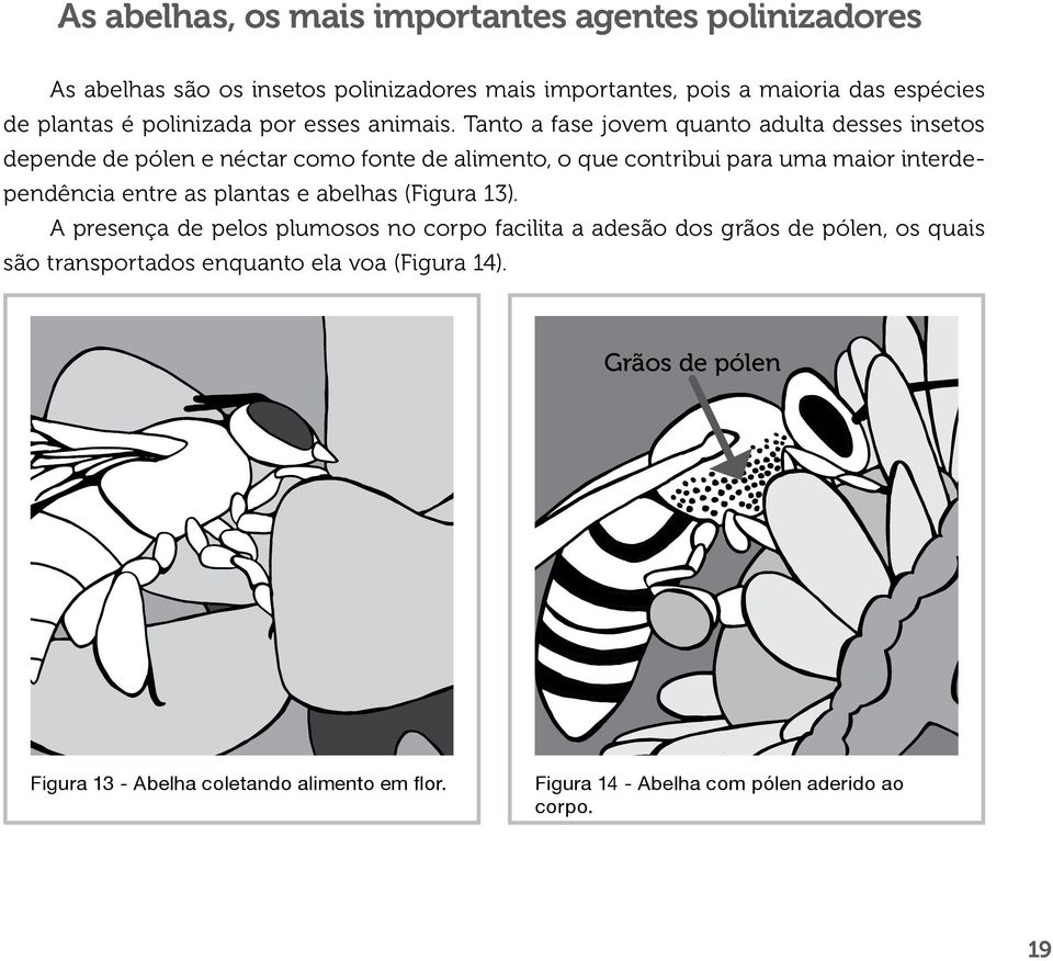 Tanto a fase jovem quanto adulta desses insetos depende de pólen e néctar como fonte de alimento, o que contribui para uma maior interdependência entre