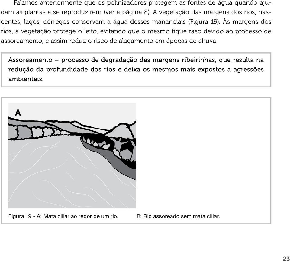 Às margens dos rios, a vegetação protege o leito, evitando que o mesmo fique raso devido ao processo de assoreamento, e assim reduz o risco de alagamento em épocas de