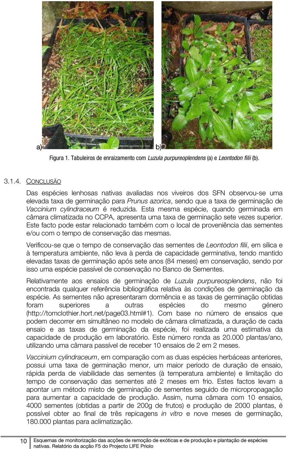 reduzida. Esta mesma espécie, quando germinada em câmara climatizada no CCPA, apresenta uma taxa de germinação sete vezes superior.