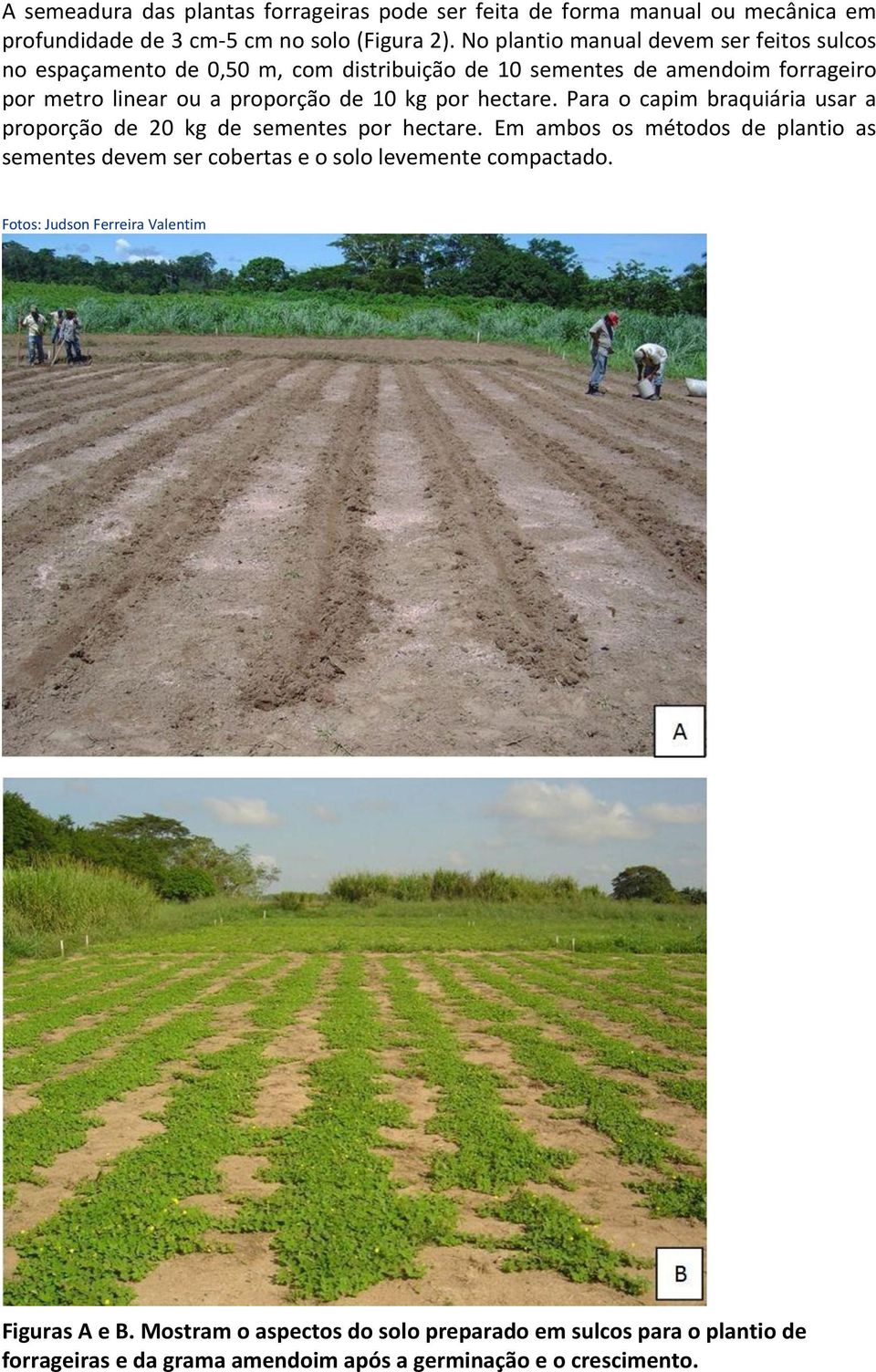 kg por hectare. Para o capim braquiária usar a proporção de 20 kg de sementes por hectare.