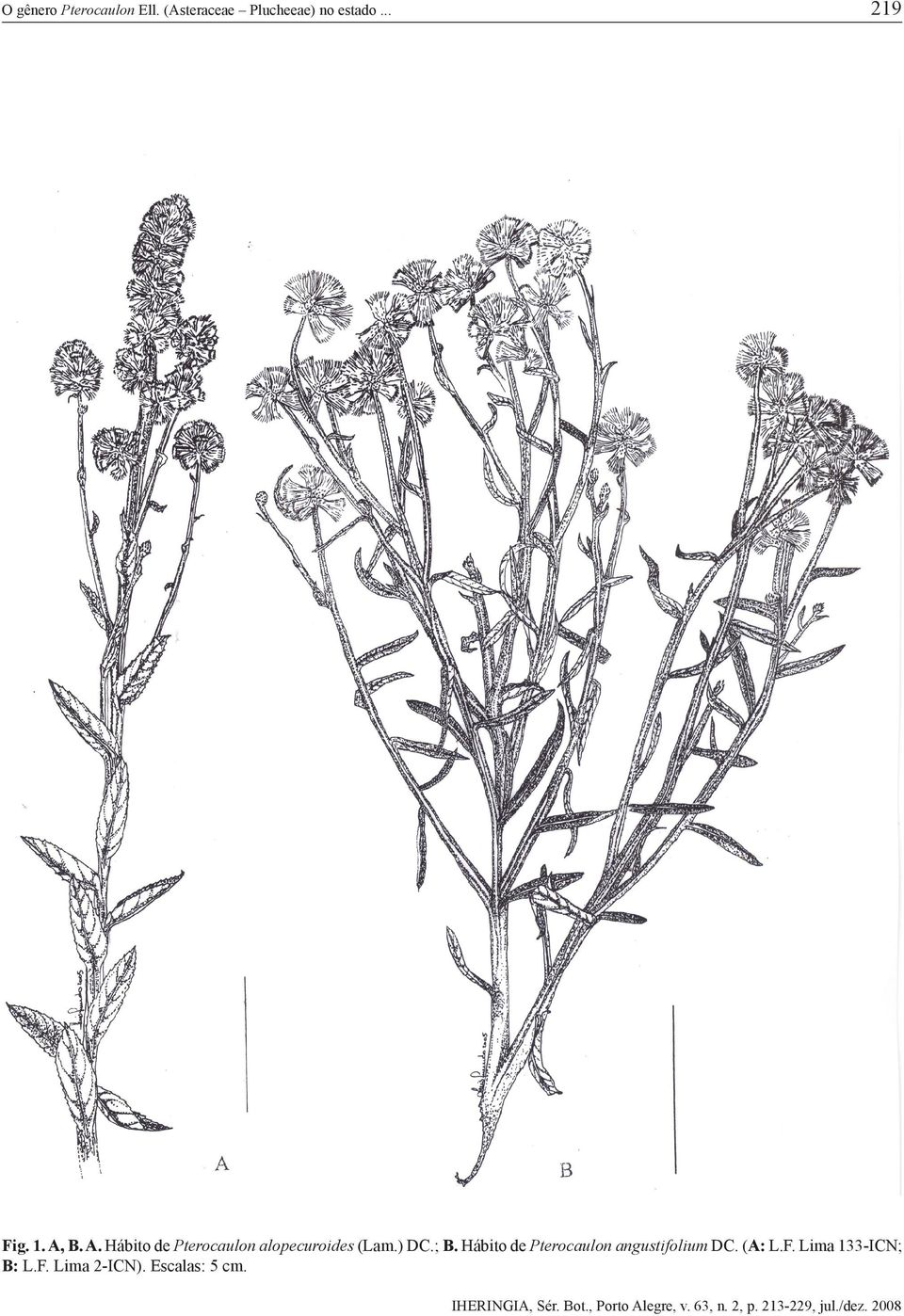 B. A. Hábito de Pterocaulon alopecuroides (Lam.) DC.; B.