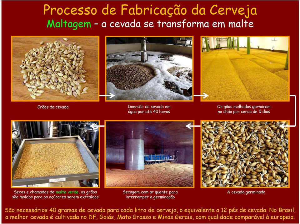 gãos molhados germinam no chão por cerca de 5 dias A cevada germinada São necessários 40 gramas de cevada para cada litro de cerveja, o