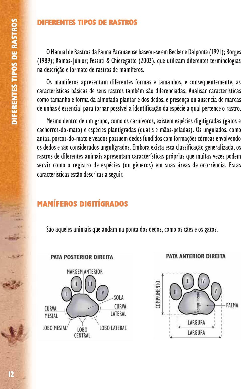 Os mamíferos apresentam diferentes formas e tamanhos, e consequentemente, as características básicas de seus rastros também são diferenciadas.