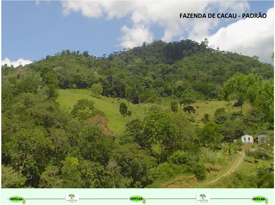 o cacau FAZENDA