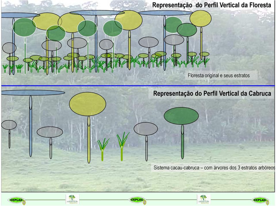 Representação do Perfil Vertical da Cabruca