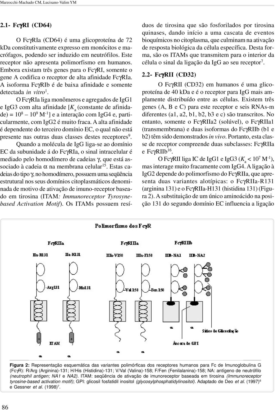 A isoforma FcγRIb é de baixa afinidade e somente detectada in vitro 1.