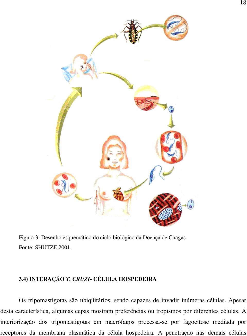 Apesar desta característica, algumas cepas mostram preferências ou tropismos por diferentes células.