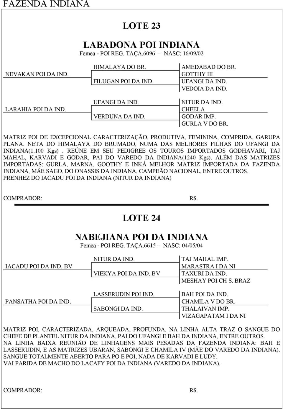 NETA DO HIMALAYA DO BRUMADO, NUMA DAS MELHORES FILHAS DO UFANGI DA INDIANA(1.100 Kgs).