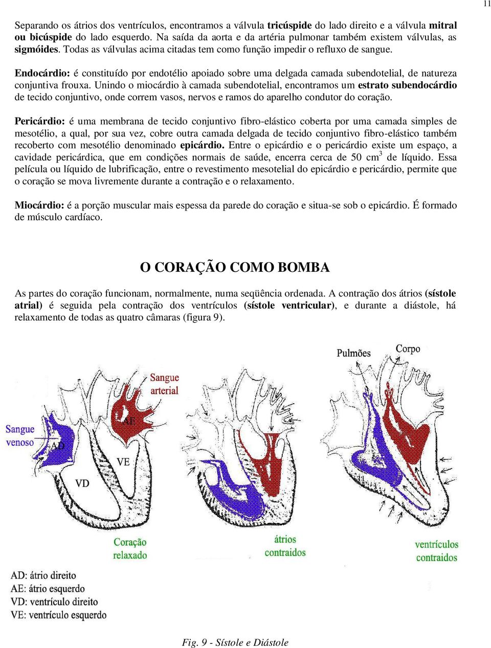 Endocárdio: é constituído por endotélio apoiado sobre uma delgada camada subendotelial, de natureza conjuntiva frouxa.