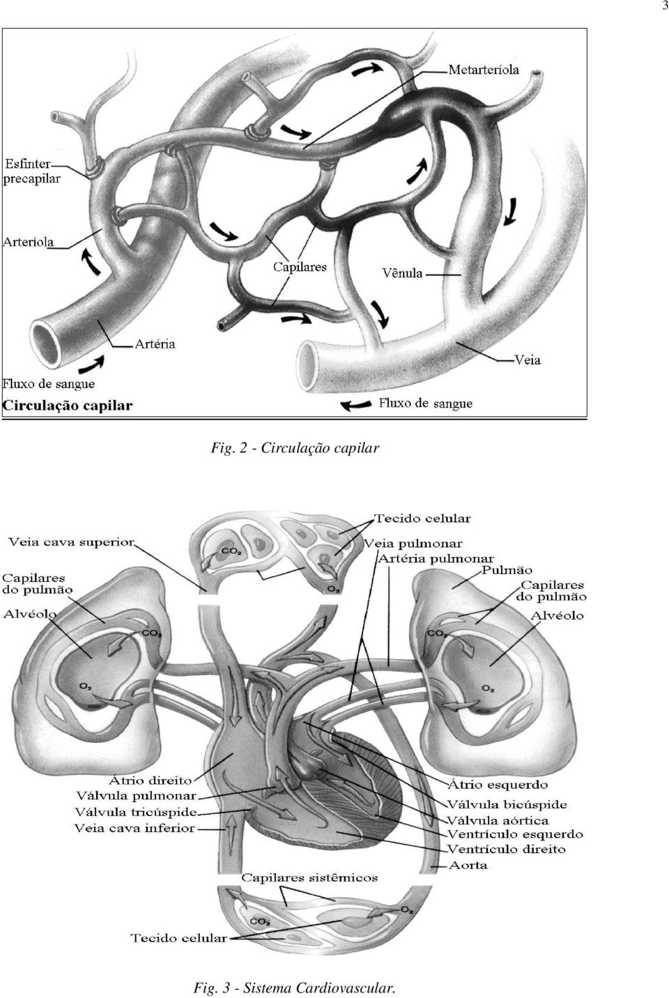 capilar Fig.