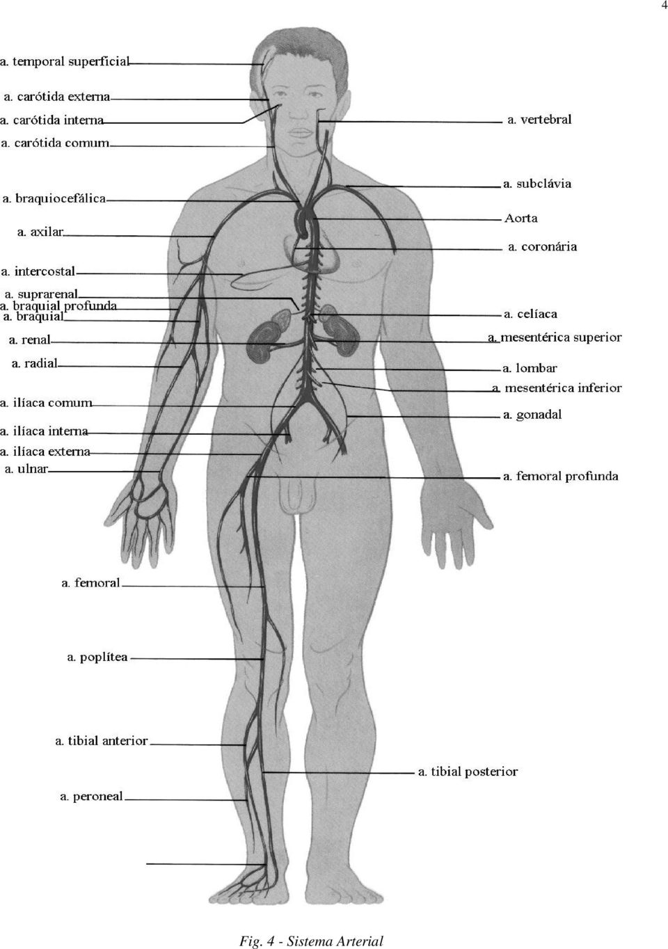 Arterial