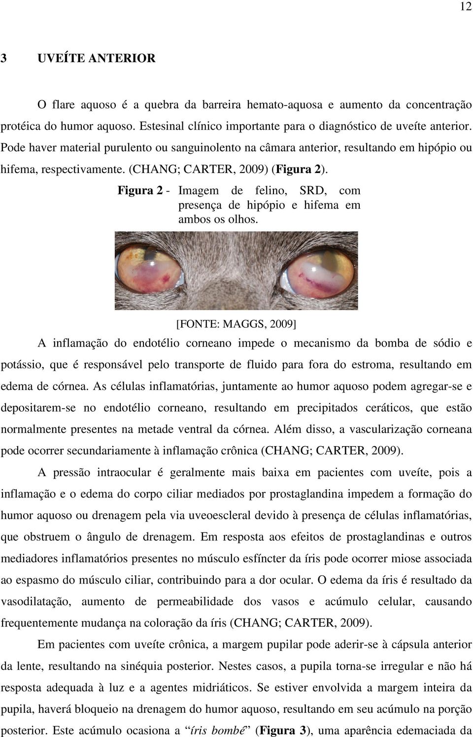 Figura 2 - Imagem de felino, SRD, com presença de hipópio e hifema em ambos os olhos.