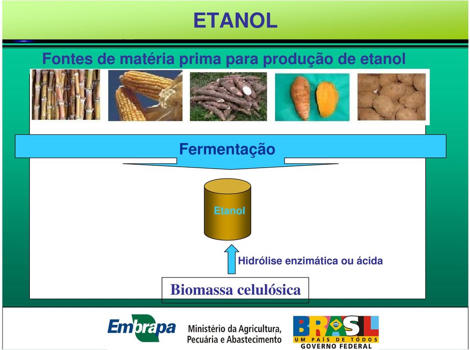 para produção de etanol Fermentação Etanol