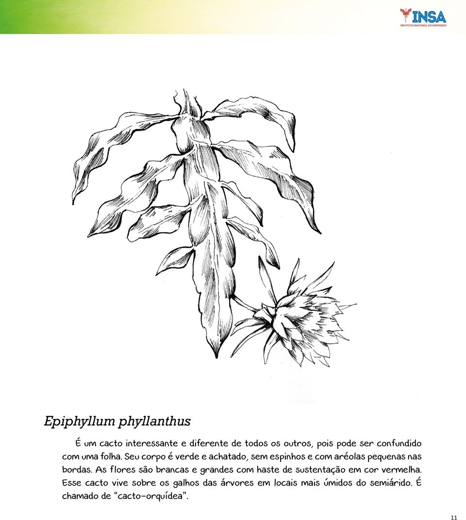 Seu corpo é verde e achatado, sem espinhos e com aréolas pequenas nas bordas.