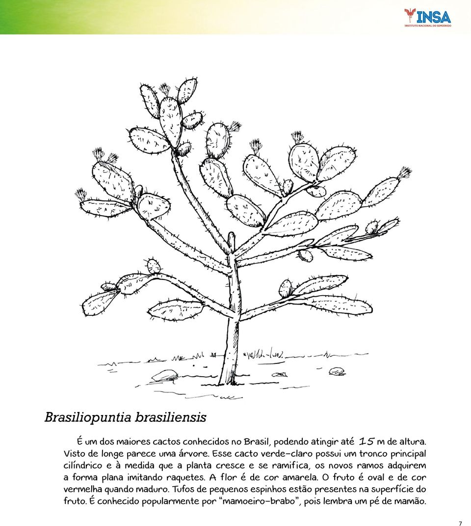 Esse cacto verde-claro possui um tronco principal cilíndrico e à medida que a planta cresce e se ramifica, os novos ramos adquirem