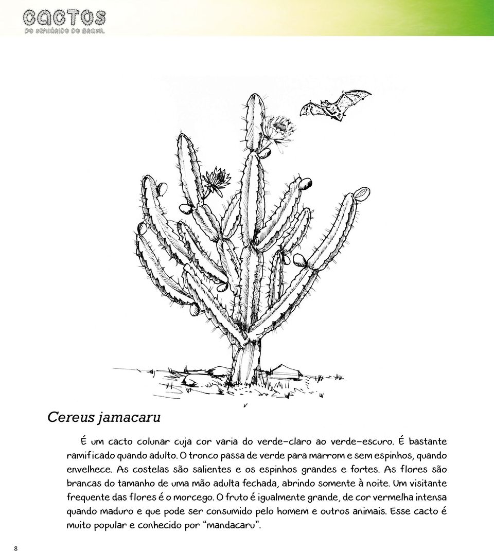 As flores são brancas do tamanho de uma mão adulta fechada, abrindo somente à noite. Um visitante frequente das flores é o morcego.