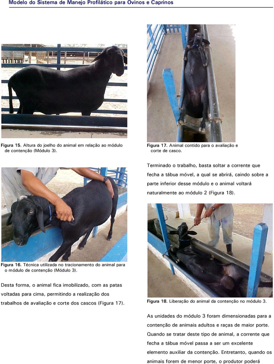 Técnica utilizada no tracionamento do animal para o módulo de contenção (Módulo 3).