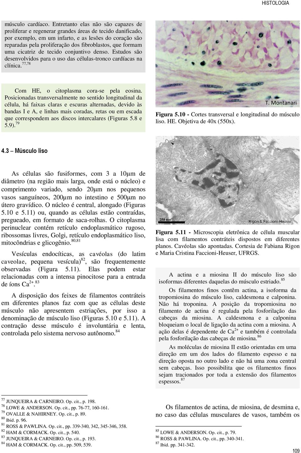 formam uma cicatriz de tecido conjuntivo denso. Estudos são desenvolvidos para o uso das células-tronco cardíacas na clínica. 77,78 Com HE, o citoplasma cora-se pela eosina.