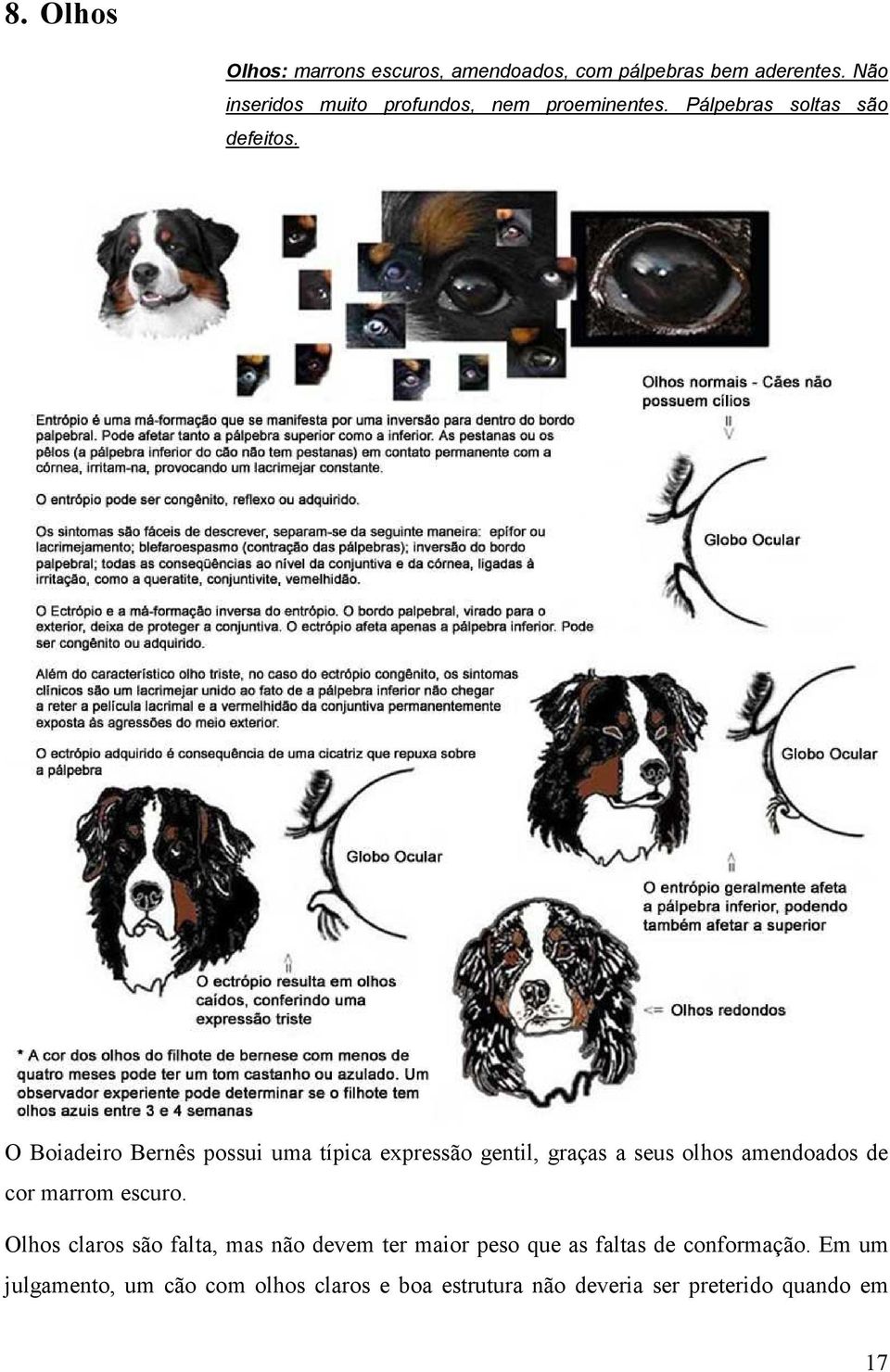 O Boiadeiro Bernês possui uma típica expressão gentil, graças a seus olhos amendoados de cor marrom escuro.