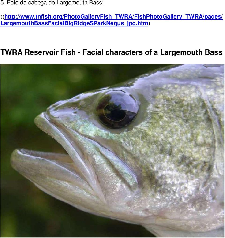 org/photogalleryfish_twra/fishphotogallery_twra/pages/