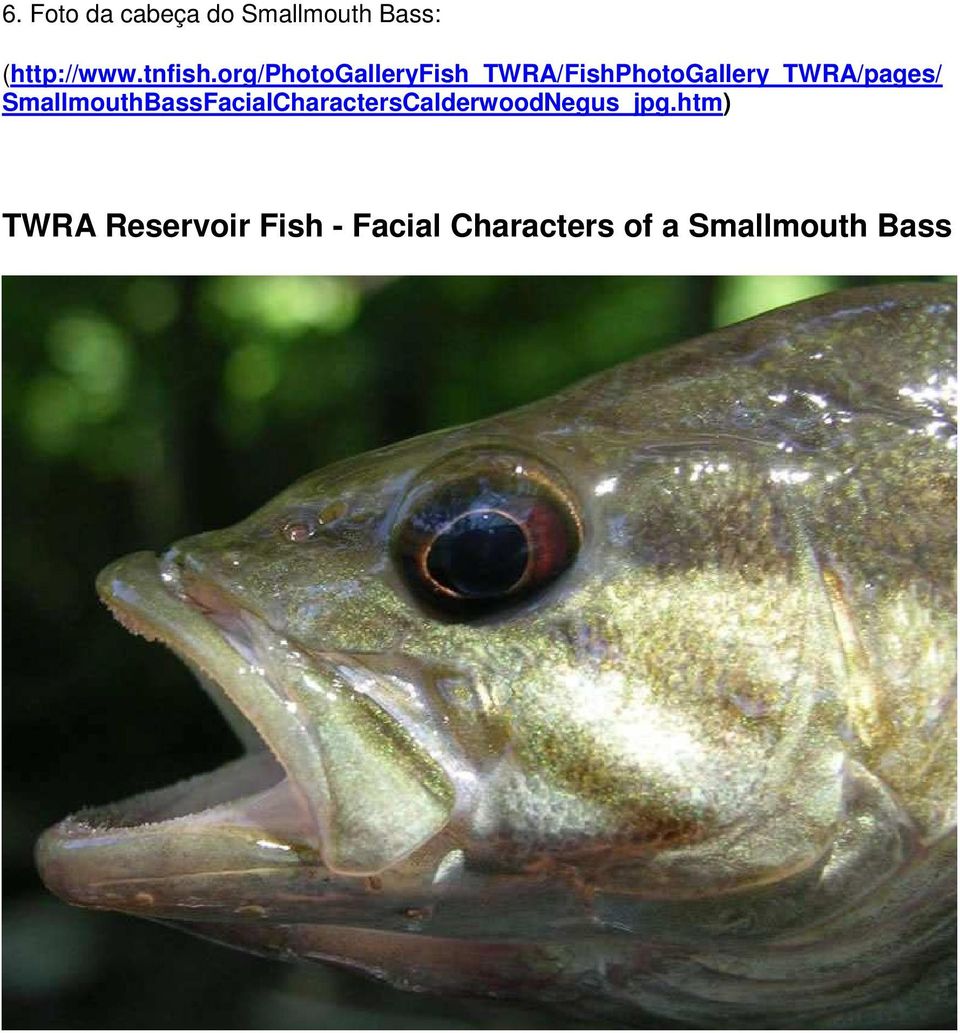 SmallmouthBassFacialCharactersCalderwoodNegus_jpg.