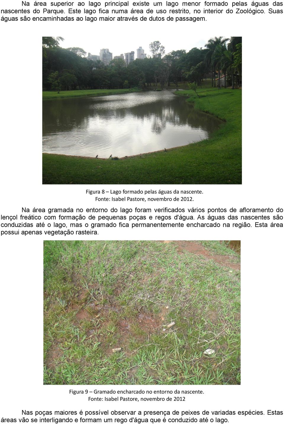 . Na área gramada no entorno do lago foram verificados vários pontos de afloramento do lençol freático com formação de pequenas poças e regos d'água.