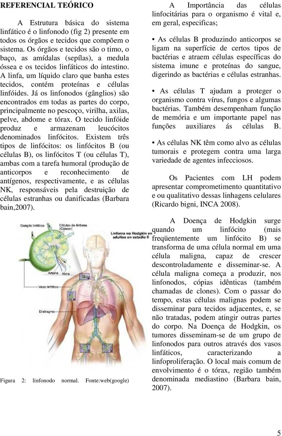 A linfa, um líquido claro que banha estes tecidos, contém proteínas e células linfóides.