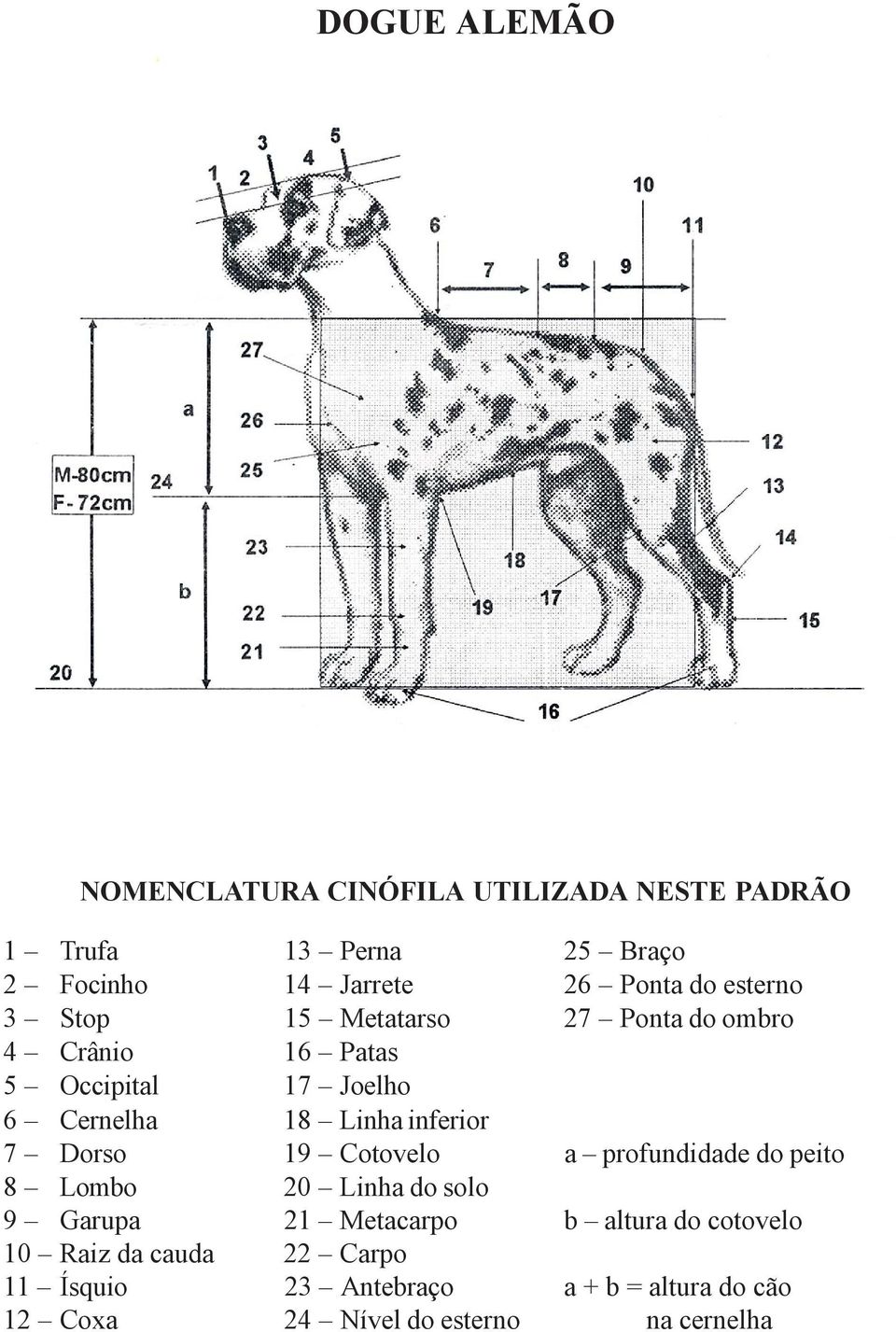 inferior 7 Dorso 19 Cotovelo a profundidade do peito 8 Lombo 20 Linha do solo 9 Garupa 21 Metacarpo b altura do