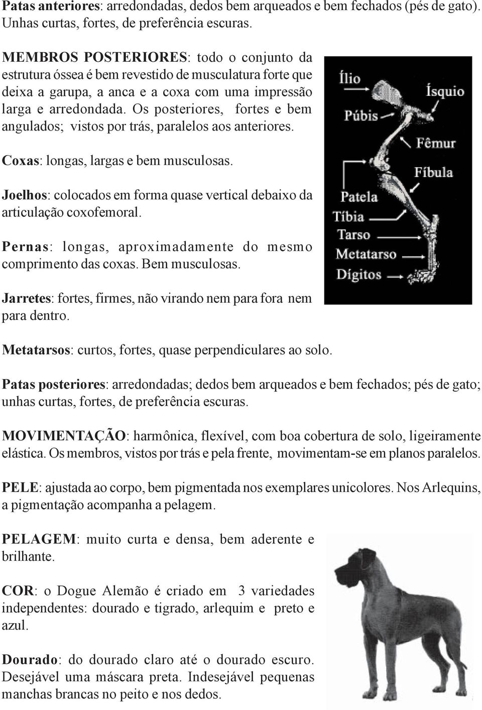 Os posteriores, fortes e bem angulados; vistos por trás, paralelos aos anteriores. Coxas: longas, largas e bem musculosas.