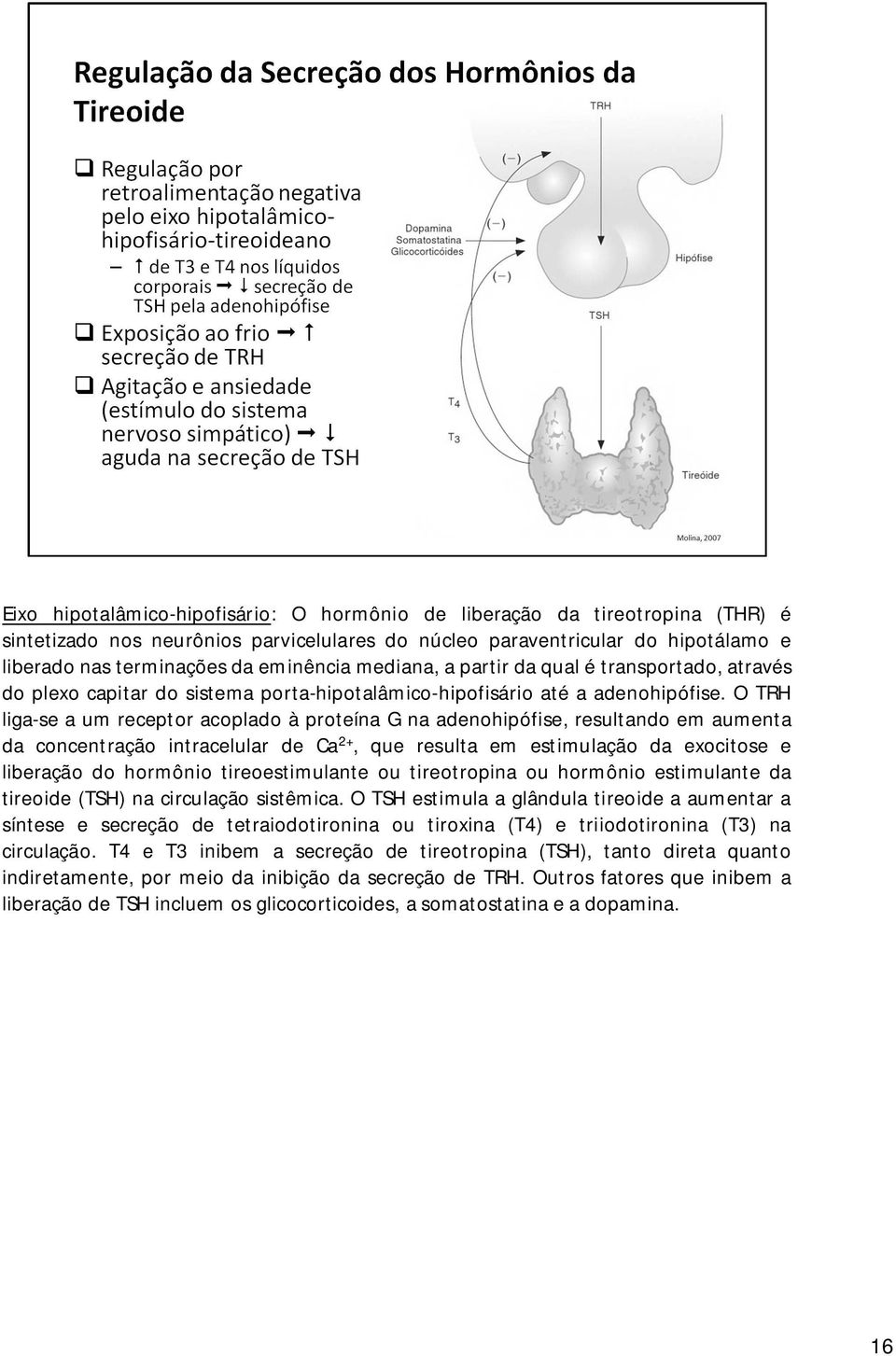 O TRH liga-se a um receptor acoplado à proteína G na adenohipófise, resultando em aumenta da concentração intracelular de Ca 2+, que resulta em estimulação da exocitose e liberação do hormônio