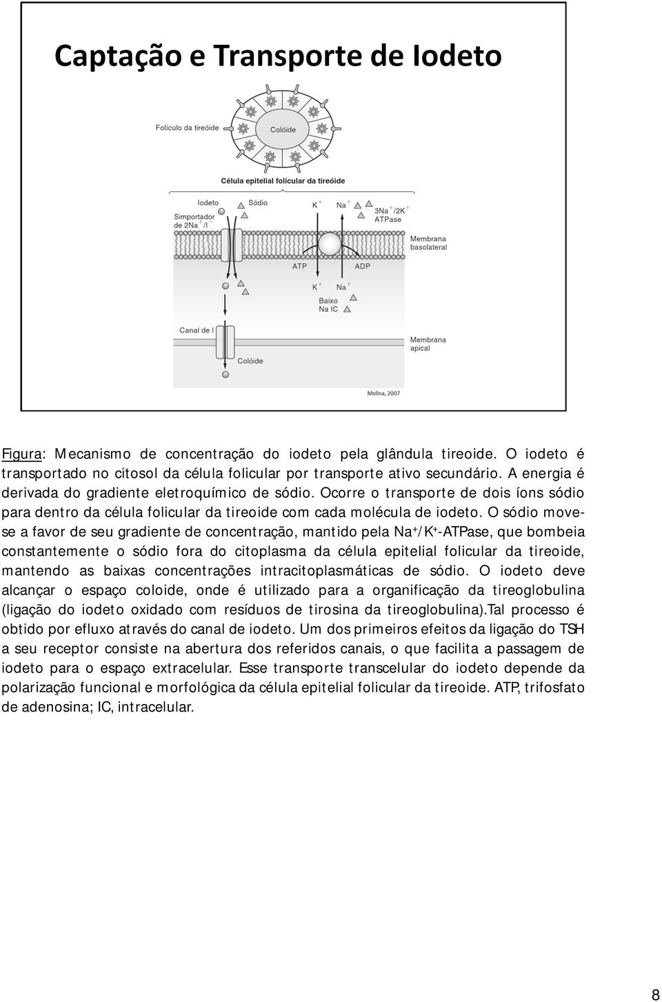 O sódio movese a favor de seu gradiente de concentração, mantido pela Na + /K + -ATPase, que bombeia constantemente o sódio fora do citoplasma da célula epitelial folicular da tireoide, mantendo as