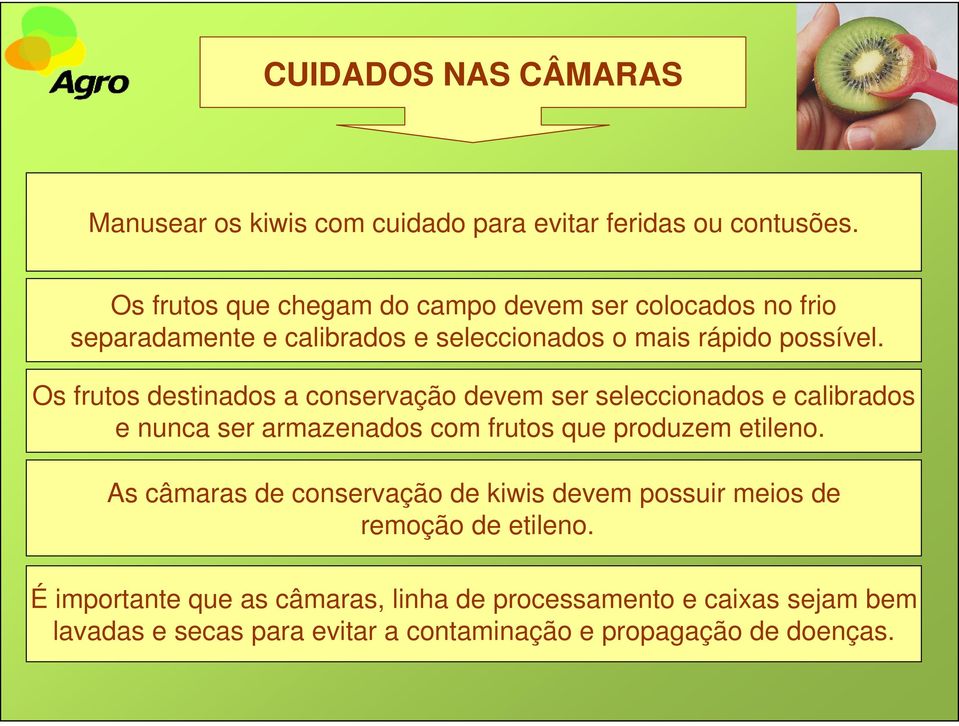 Os frutos destinados a conservação devem ser seleccionados e calibrados e nunca ser armazenados com frutos que produzem etileno.