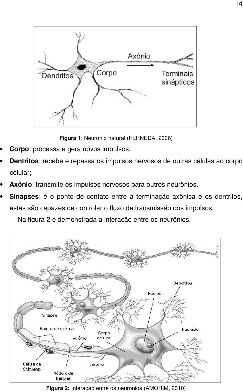 Sinapses: é o ponto de contato entre a terminação axônica e os dentritos, estas são capazes de controlar o fluxo de