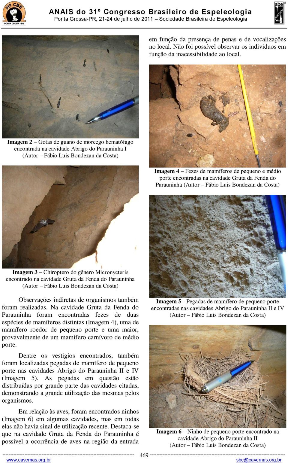 Imagem 3 Chiroptero do gênero Micronycteris encontrado na cavidade Gruta da Fenda do Parauninha Observações indiretas de organismos também foram realizadas.