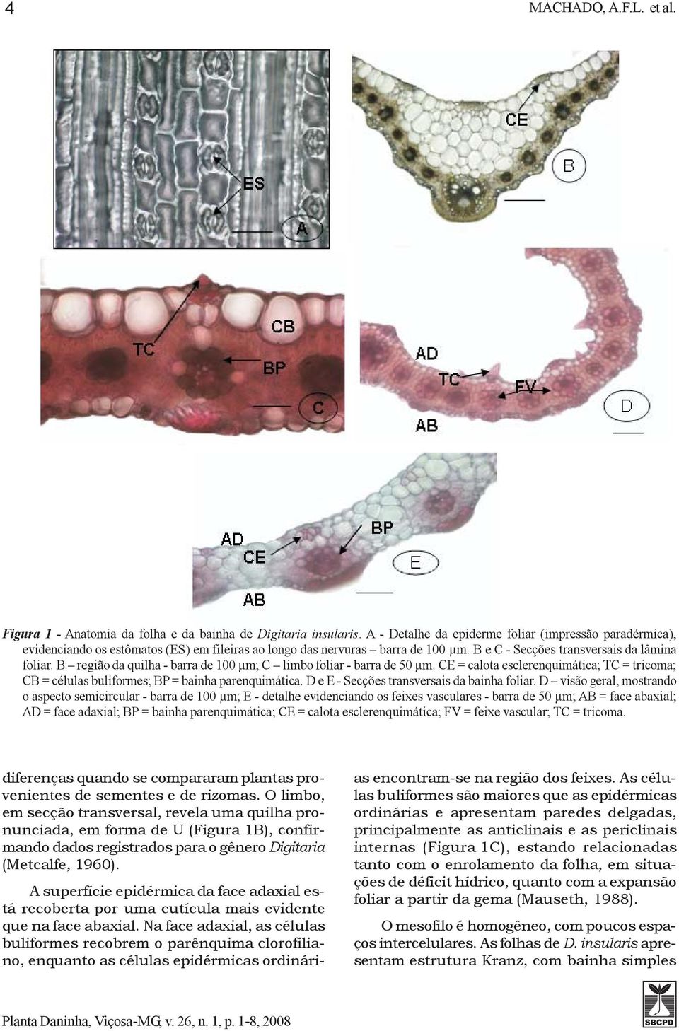 B região da quilha - barra de 100 µm; C limbo foliar - barra de 50 µm. CE = calota esclerenquimática; TC = tricoma; CB = células buliformes; BP = bainha parenquimática.