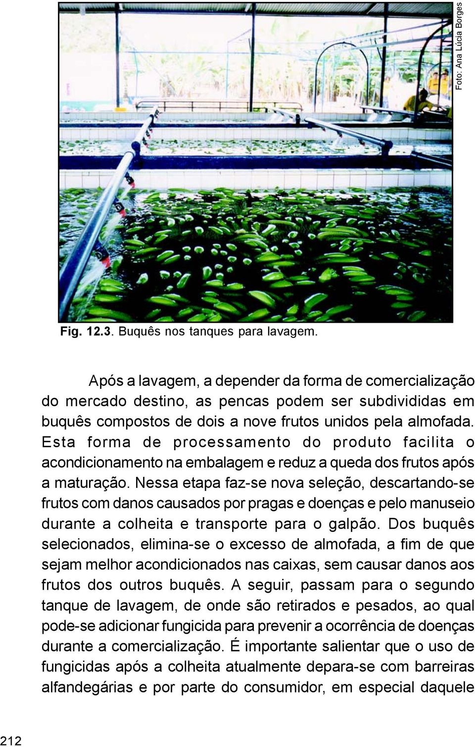 Esta forma de processamento do produto facilita o acondicionamento na embalagem e reduz a queda dos frutos após a maturação.