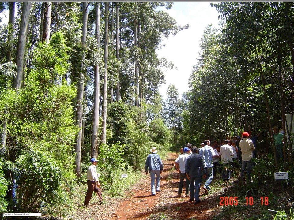 AGRICULTURA AGRFLRESTA PECUÁRIA