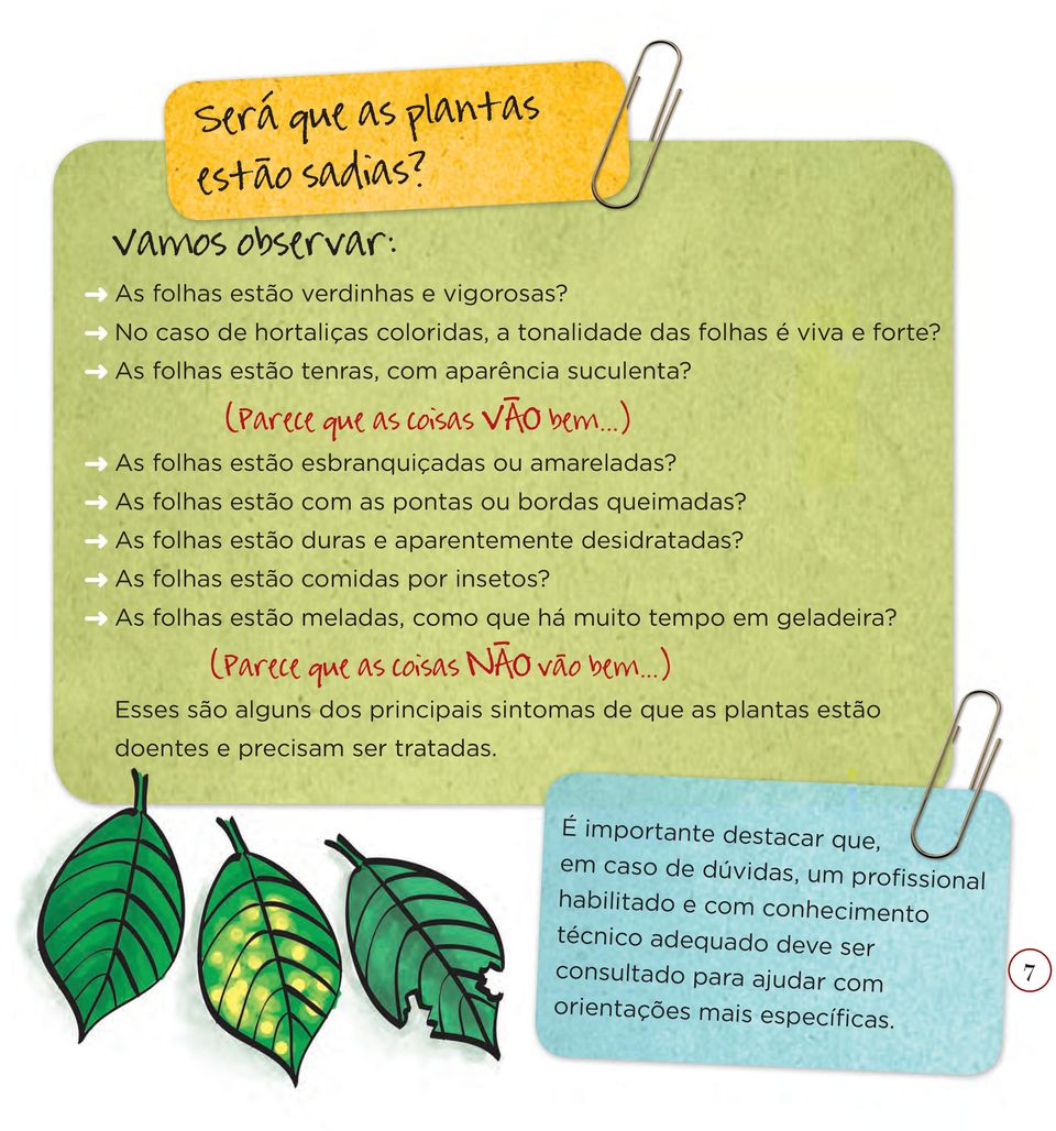 As folhas estão duras e aparentemente desidratadas? As folhas estão comidas por insetos? As folhas estão meladas, como que há muito tempo em geladeira? (Parece que as coisas NĀO vāo bem.