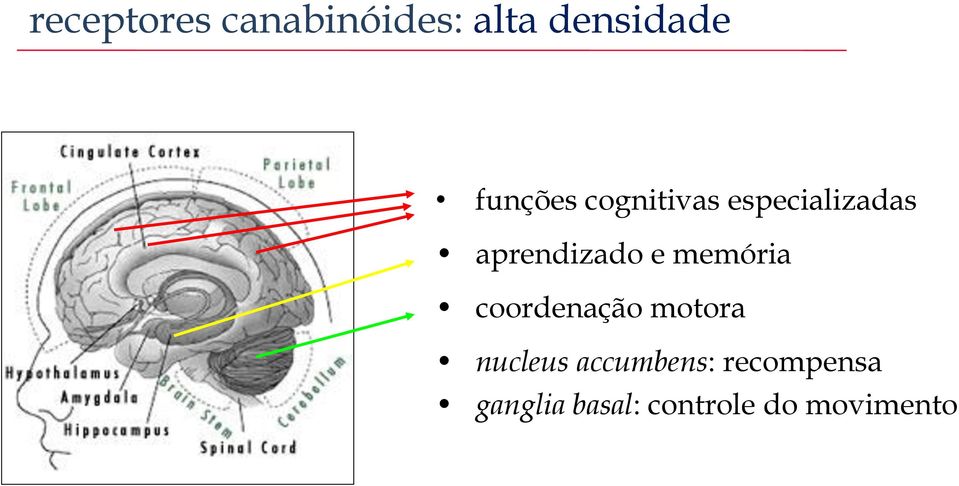e memória coordenação motora nucleus