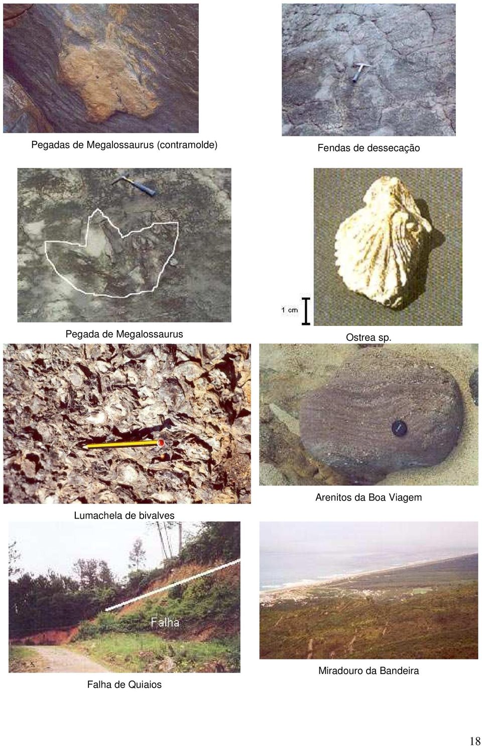 sp. Lumachela de bivalves Arenitos da Boa