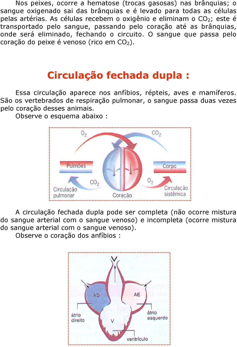 O sangue que passa pelo coração do peixe é venoso (rico em CO 2 ). Circulação fechada dupla : Essa circulação aparece nos anfíbios, répteis, aves e mamíferos.