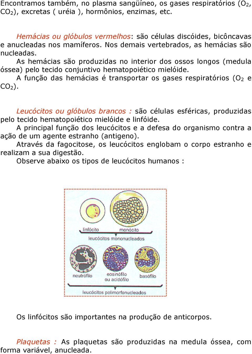 As hemácias são produzidas no interior dos ossos longos (medula óssea) pelo tecido conjuntivo hematopoiético mielóide. A função das hemácias é transportar os gases respiratórios (O 2 e CO 2 ).