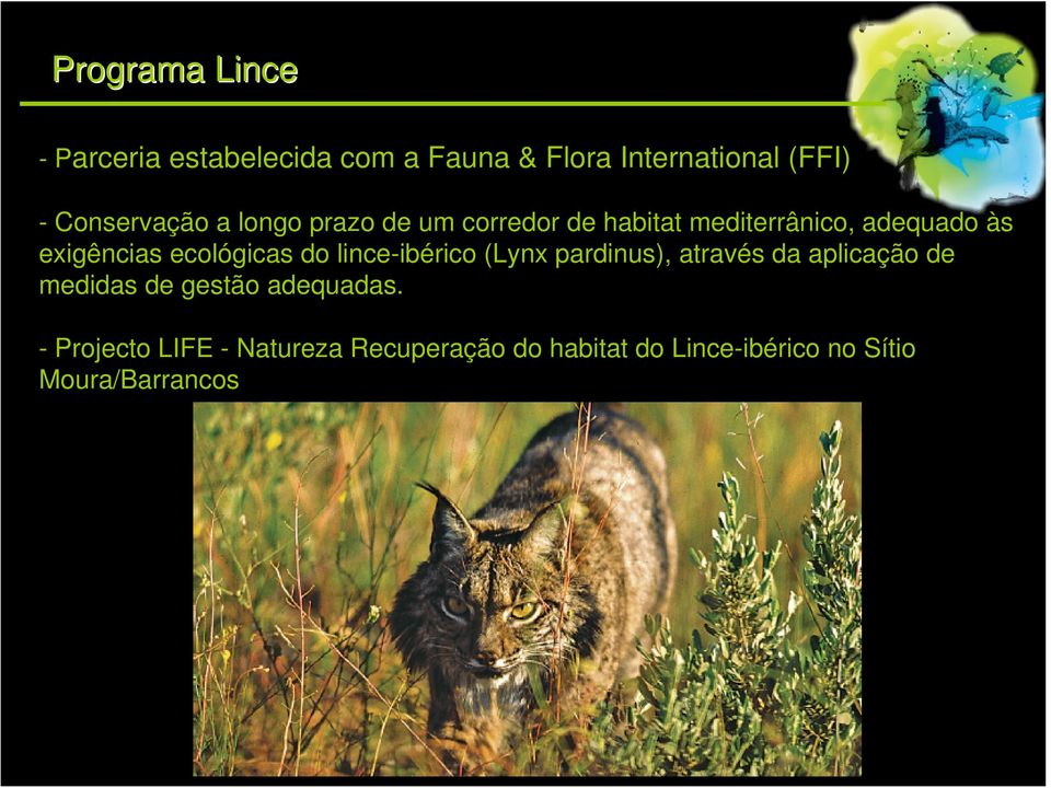 ecológicas do lince-ibérico (Lynx pardinus), através da aplicação de medidas de gestão