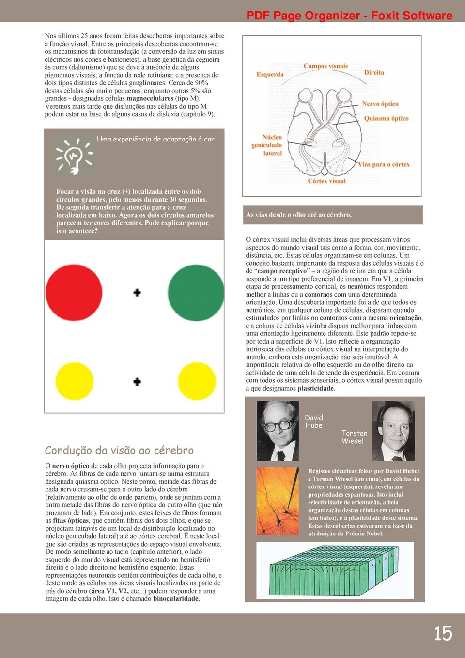 se deve à ausência de alguns pigmentos visuais; a função da rede retiniana; e a presença de dois tipos distintos de células ganglionares.