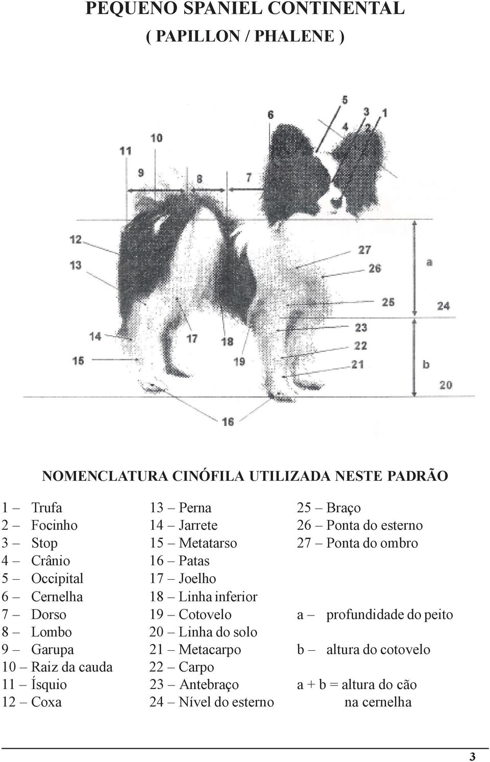 Cernelha 18 Linha inferior 7 Dorso 19 Cotovelo a profundidade do peito 8 Lombo 20 Linha do solo 9 Garupa 21 Metacarpo b