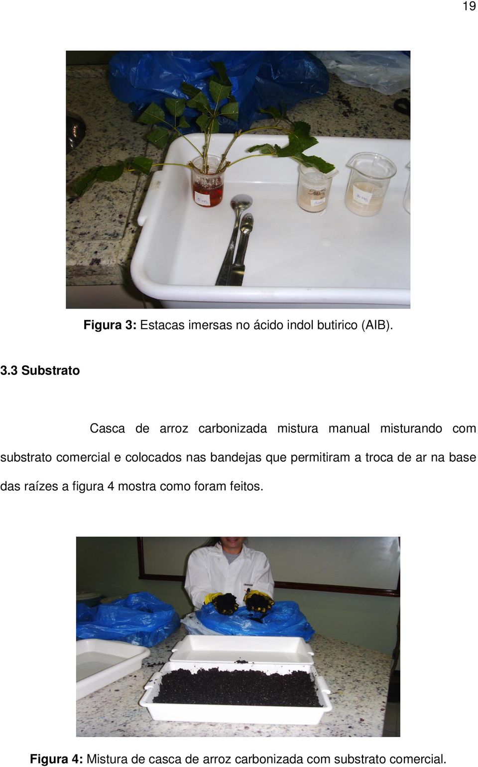 3 Substrato Casca de arroz carbonizada mistura manual misturando com substrato