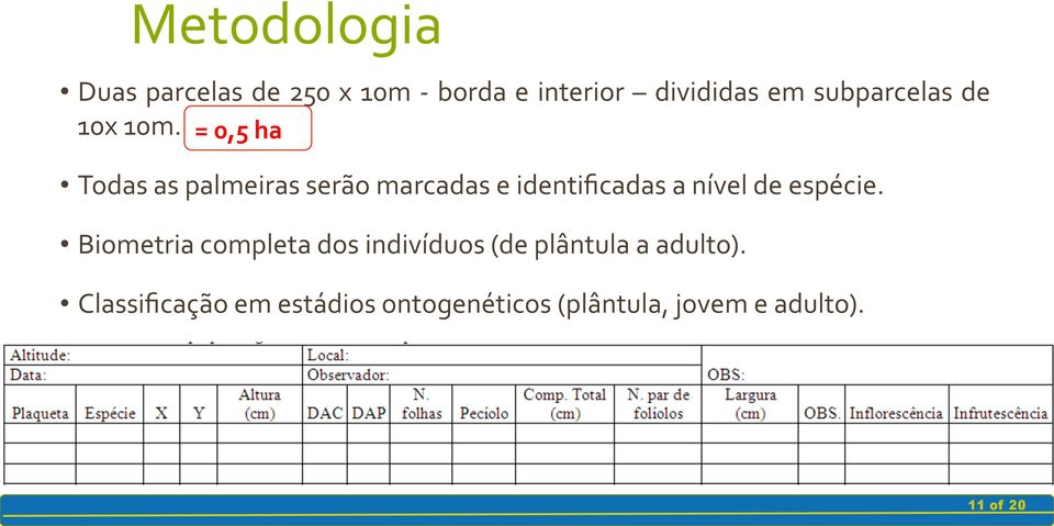 = 0,5 ha Todas as palmeiras serão marcadas e identificadas a nível de