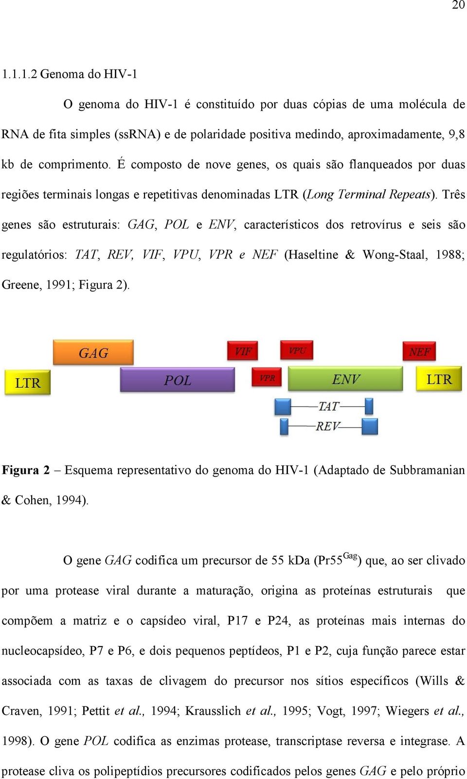 Três genes são estruturais: GAG, POL e ENV, característicos dos retrovírus e seis são regulatórios: TAT, REV, VIF, VPU, VPR e NEF (Haseltine & Wong-Staal, 1988; Greene, 1991; Figura 2).