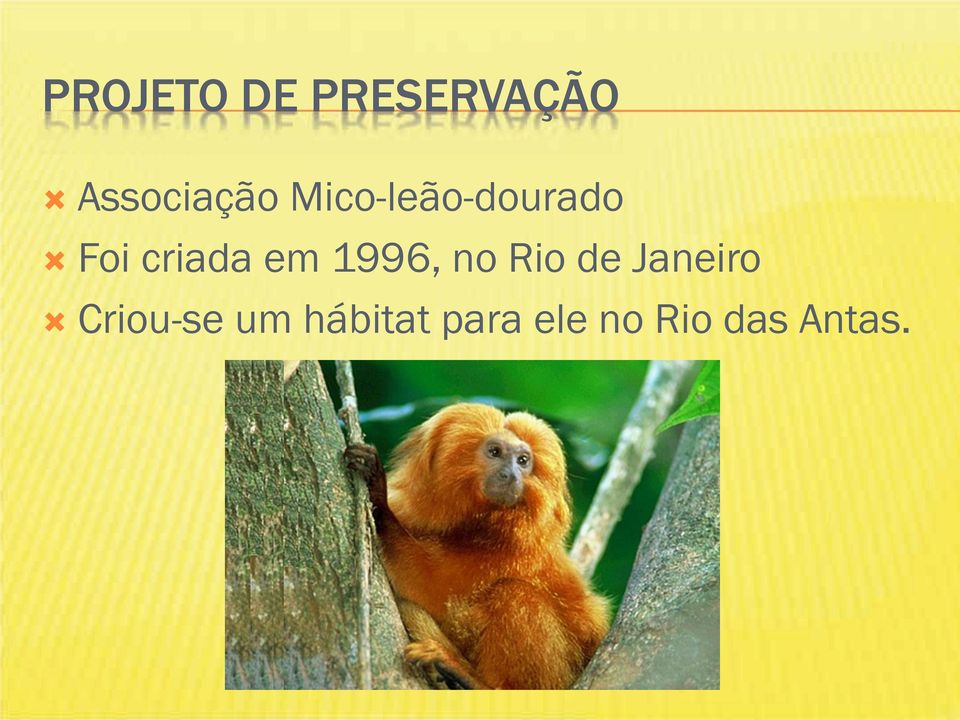 1996, no Rio de Janeiro Criou-se
