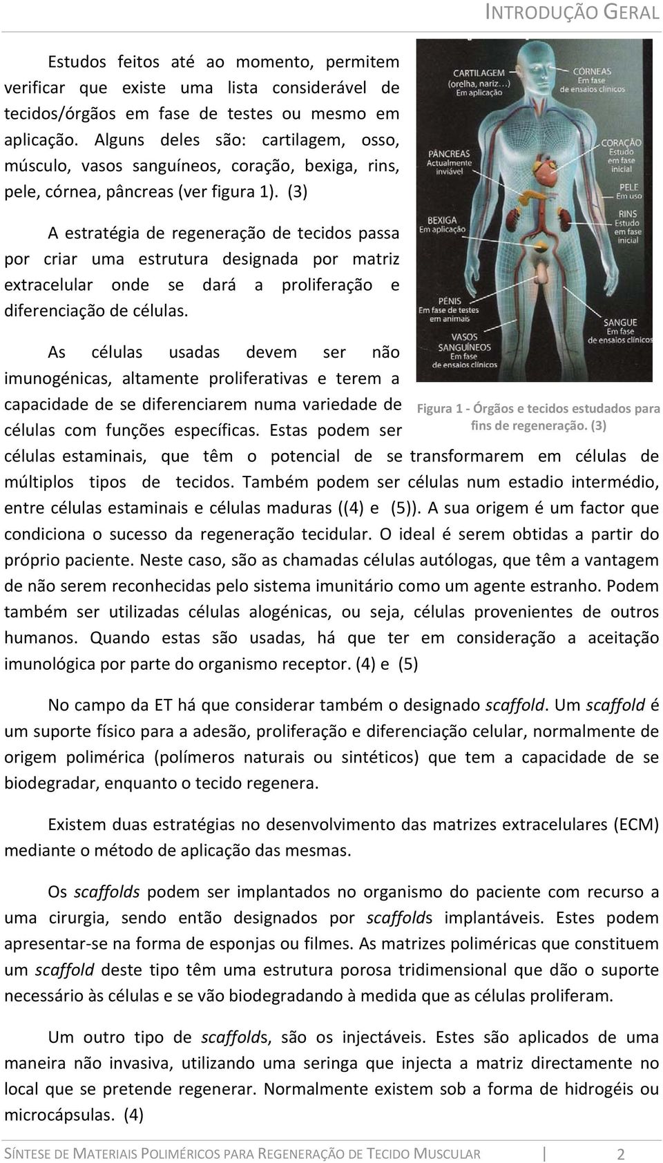 (3) A estratégia de regeneração de tecidos passa por criar uma estrutura designada por matriz extracelular onde se dará a proliferação e diferenciação de células.